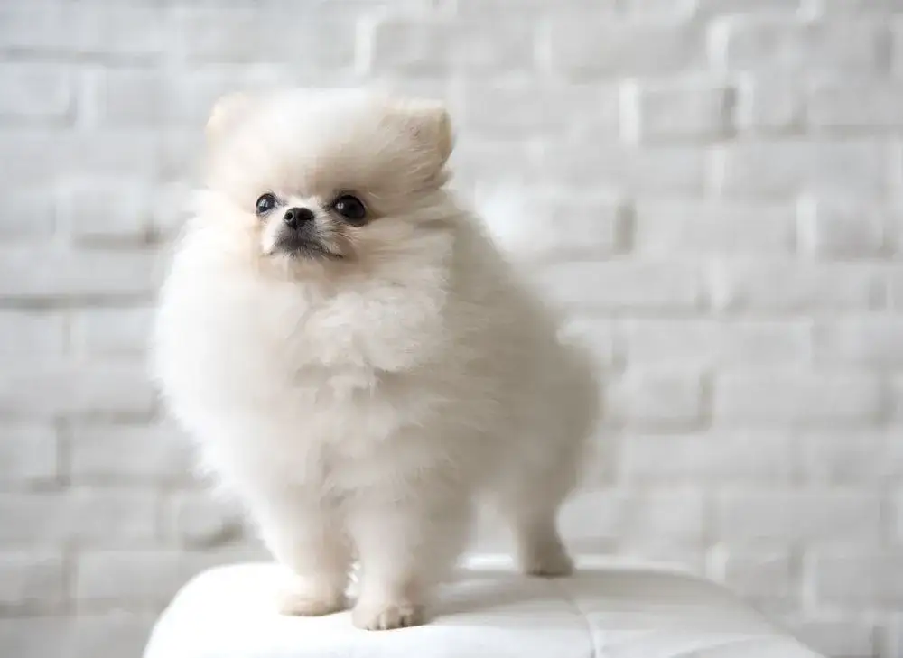 Zdjęcie Czy pomeranian gubi sierść? Oto co musisz wiedzieć o linieniu
