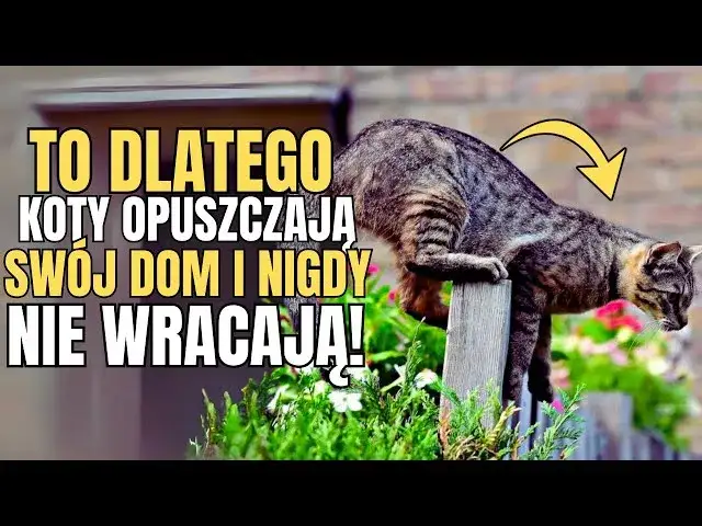 Zdjęcie Dlaczego kotka nie wraca do domu? Oto najczęstsze powody i porady