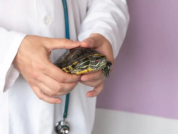 Weterynarz trzyma żółwia. Zastanawiasz się, ile kosztuje żółw domowy?