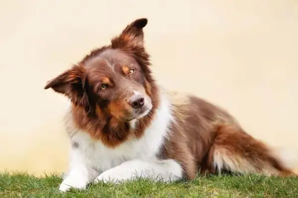 Border Collie sierść czy włosy - poznaj tajemnice pielęgnacji