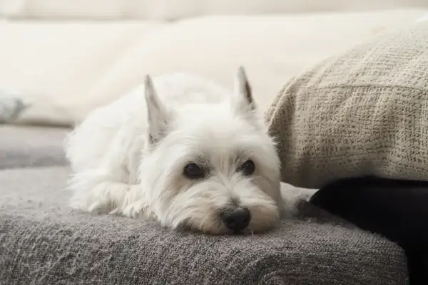 West Highland White Terrier – czy naprawdę gubi sierść i jak dbać o jego futro?
