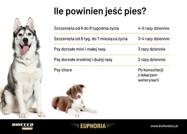 Tabela: ile powinien jeść szczeniak i dorosły pies. Podano zalecenia dla szczeniąt, psów małych, średnich i dużych ras oraz chorych.