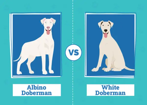 Dwa dobermany: po lewej doberman albinos z niebieskimi oczami, po prawej biały doberman z brązowymi znaczeniami.