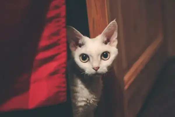 Czy Devon Rex uczula? Poznaj prawdę o alergiach i kotach hipoalergicznych