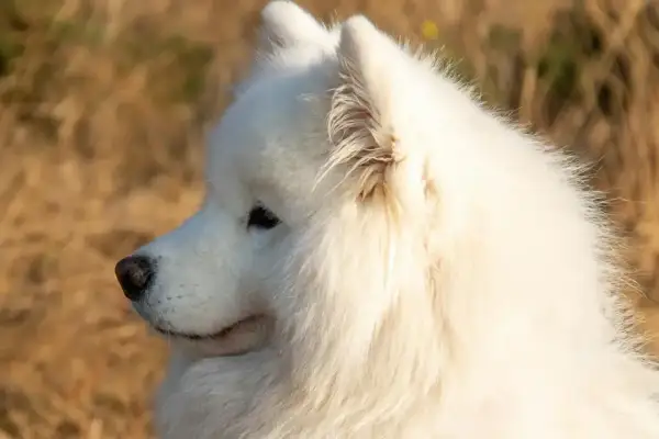 Piękny samojed, białe futro lśni w słońcu. Zastanawiasz się nad samojed cena?