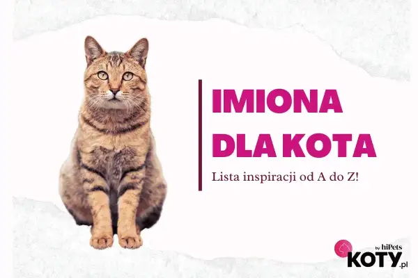Szukasz najpiękniejszych imion dla kotów? Znajdź inspirację od A do Z dla swojego futrzastego przyjaciela na liście od hiPets.