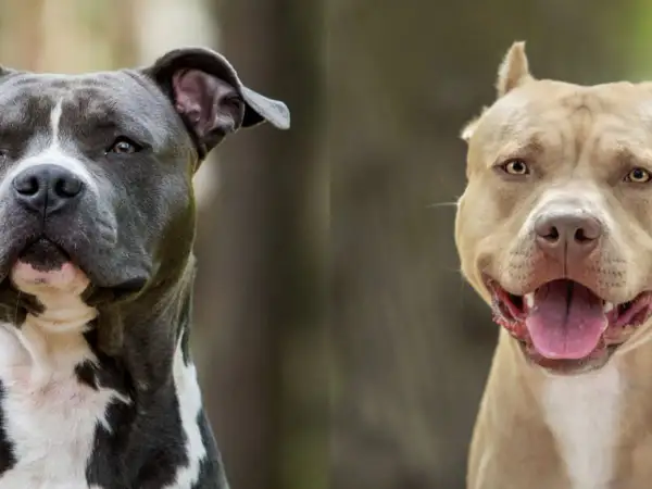 Dwa psy, amstaff i pitbull, patrzą w obiektyw. Jeden jest szary z białymi znaczeniami, drugi beżowy.