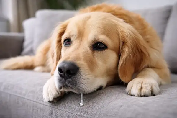 Smutny golden retriever leży na kanapie, zastanawiając się, czy pies może jeść migdały. Ślina kapie mu z pyska.