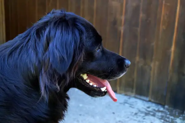 Czarny golden retriever z językiem na wierzchu, zrelaksowany, na tle drewnianego płotu.