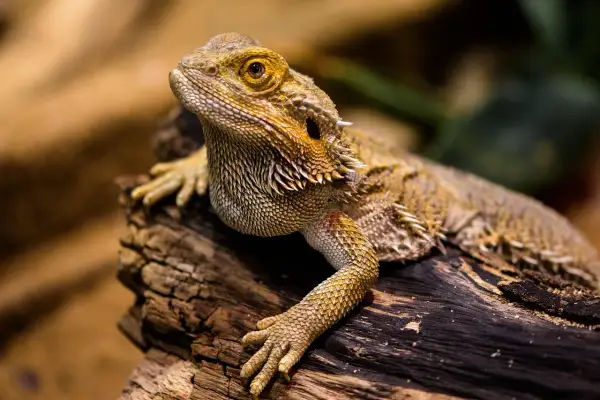 Agama brodata, ciekawy gad, żyje nawet 15 lat. Jej łuski i kolce są imponujące.
