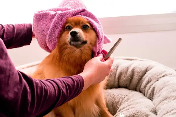 Piesek z różowym ręcznikiem na głowie czeka na trymowanie. Groomer delikatnie przycina mu sierść.