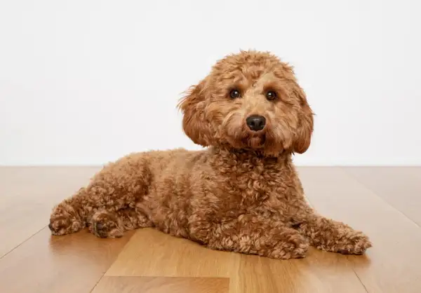 Brązowy piesek Cavapoo leży na drewnianej podłodze.