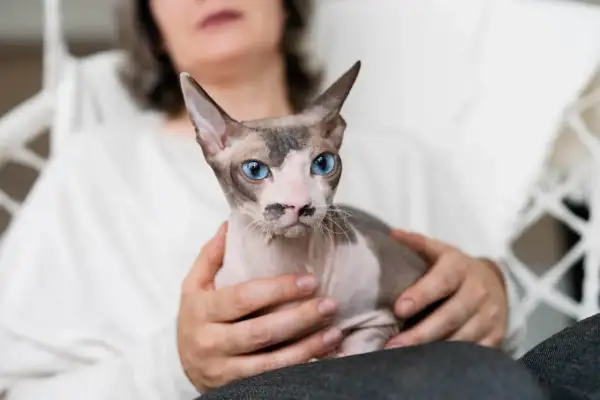 Dorosły devon rex o niebieskich oczach i charakterystycznym umaszczeniu siedzi na kolanach u osoby.