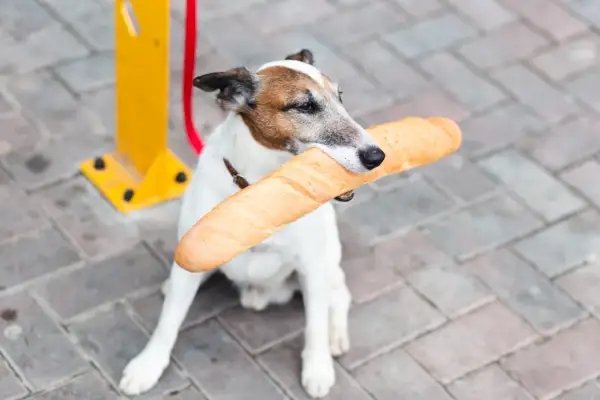 Piesek trzyma w pysku bagietkę. Czy pies może jeść chleb? To pytanie nurtuje wielu właścicieli czworonogów.