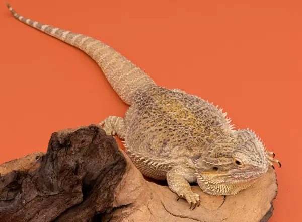 Agama brodata na drewnie. Sprawdź atrakcyjną agama brodata cenę i dowiedz się więcej o tych fascynujących gadach.