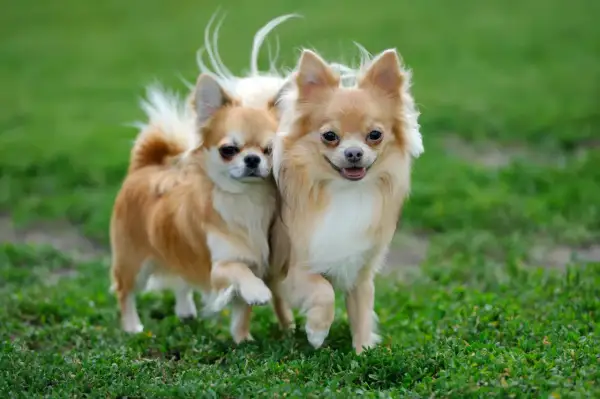 Dwa urocze chihuahua długowłose biegną po zielonej trawie, ich puszyste ogonki unoszą się w powietrzu.