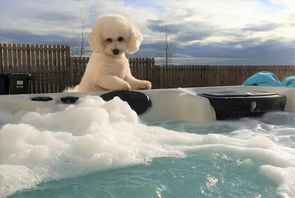 Uroczy bichon frise siedzi na brzegu jacuzzi, otoczony pianą. Zastanawiasz się nad bichon frise cena?