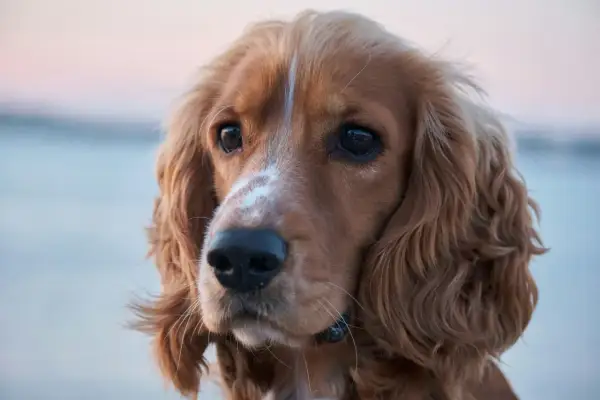 Uroczy cocker spaniel, jedna z wielu odmian tej rasy, z błyszczącymi oczami i falującą sierścią.