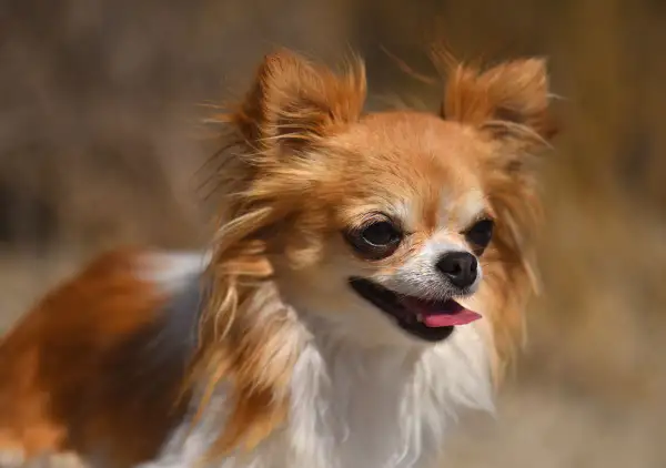 Uroczy, rudy chihuahua, najmniejszy pies na świecie, z wystawionym języczkiem.