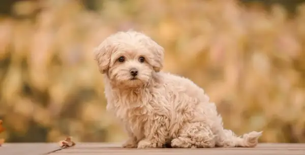 Urocza maltipoo miniaturka z puszystą, kremową sierścią siedzi na drewnianym tarasie.