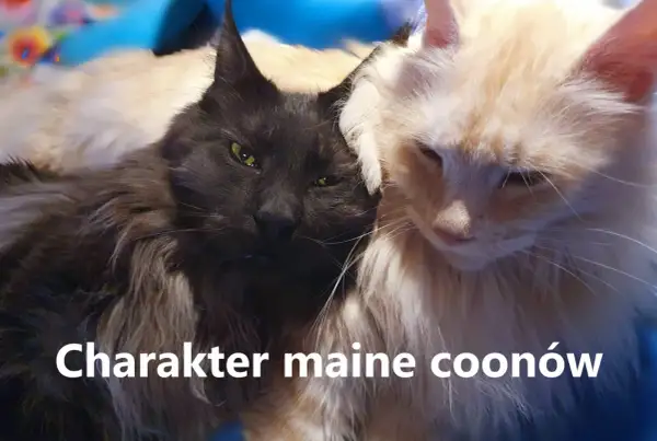 Dwa koty rasy maine coon, czarny i kremowy, przytulają się. Ich puszyste futro i łagodne spojrzenia podkreślają przyjazny **maine coon charakter**.