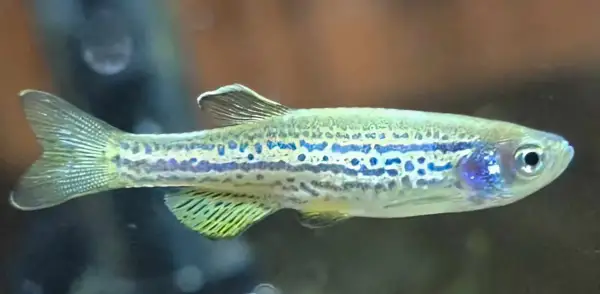 Małe, błyszczące rybki akwariowe danio z niebieskimi plamkami pływają w akwarium.