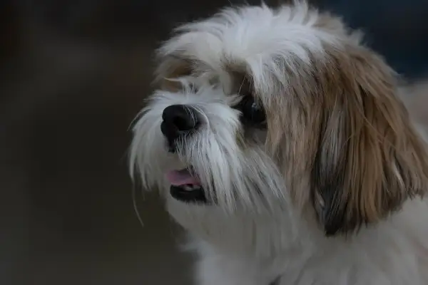 Uroczy piesek Shih Tzu z wywieszonym języczkiem. Czy pies może jeść miód? W małych ilościach tak, ale ostrożnie.