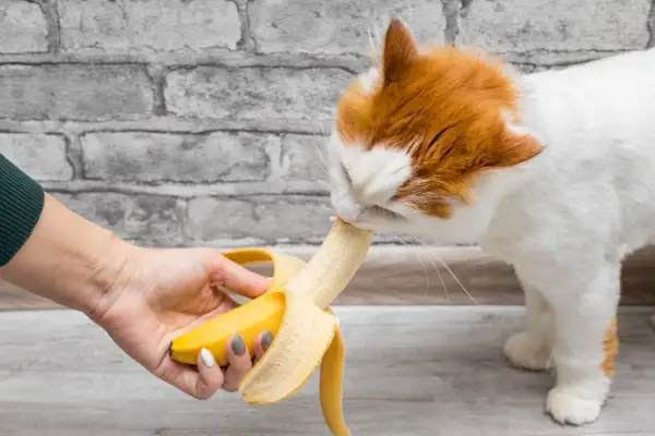 Rudy kot je banana podawanego przez rękę. Czy koty mogą jeść banany? Tak, ale w małych ilościach.