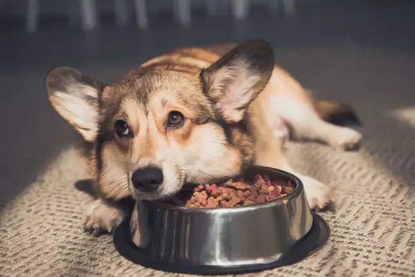 Smutny, stary pies nie chce jeść, tylko pije wodę z miski.