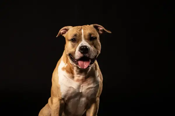 Uśmiechnięty, brązowo-biały mini pitbull z językiem na wierzchu, siedzący na czarnym tle.