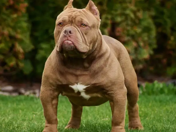 Potężny american bully xxl o brązowej sierści i białej plamie na piersi stoi na trawie.