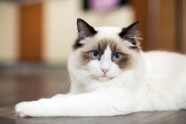 Uroczy kot rasy Ragdoll z niebieskimi oczami, idealny kot dla dzieci, leży na podłodze.