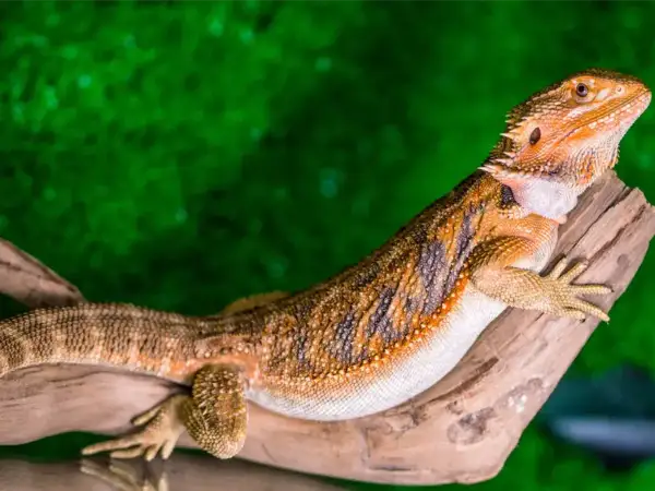 Pomarańczowa agama brodata, znana też jako co je agama brodata, siedzi na gałęzi na tle zieleni.