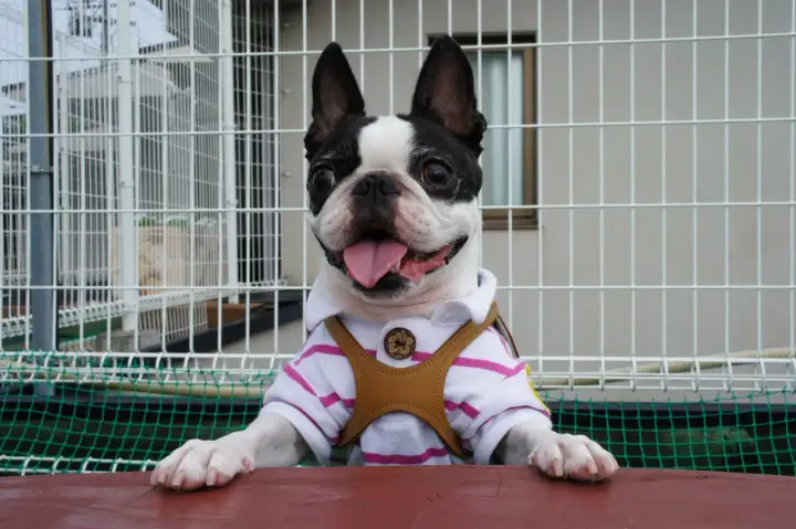 Uroczy boston terrier w koszulce, gotowy do adopcji. Sprawdź boston terrier cena!