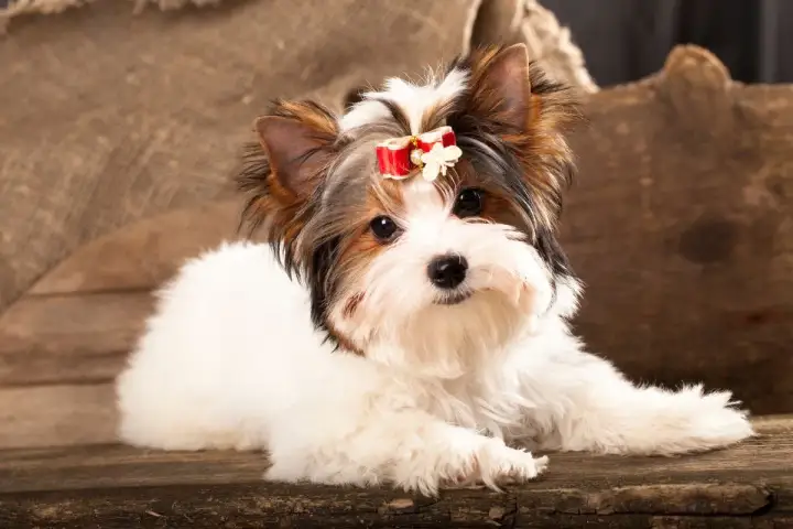 Uroczy Biewer Yorkshire Terrier, jeden z rodzajów yorków, z czerwoną kokardką na głowie, leży na drewnianej desce.