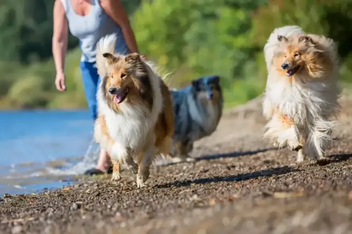 Amerykański collie - czym różni się od europejskiego?