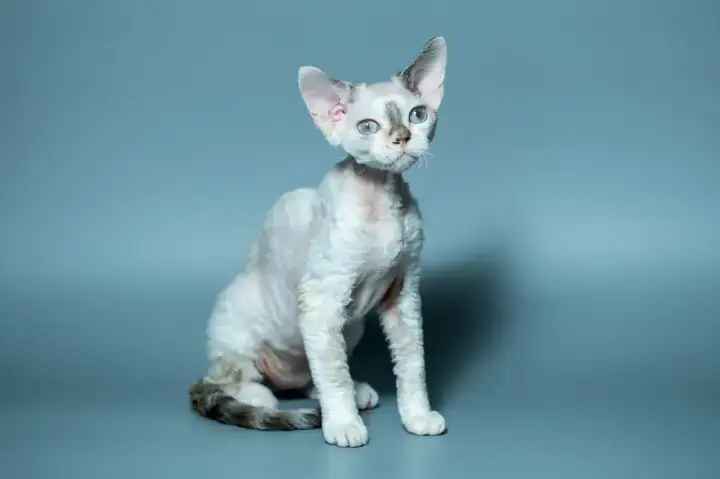 Devon rex charakter - czuły, aktywny i bardzo towarzyski